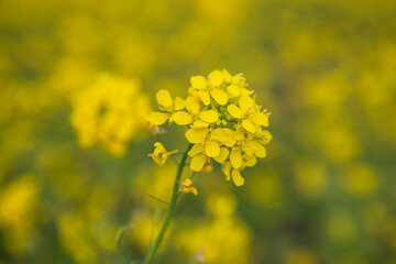 Close-up Focus A Beautiful  Blooming  Yellow rapeseed flower with blurry background