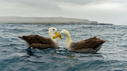 A Waved Albatross pair off the coast of Española Island showing courtship behaviour