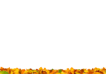 isolated half frame autumn maple border png overly on white background