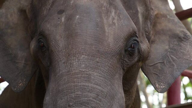 Close-Up of Elephant's Expressive Face