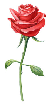 Red rose beautiful flower, isolated white background, watercolor botanical painting floral illustration. Amazing Flower