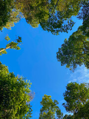 Obraz premium trees and sky