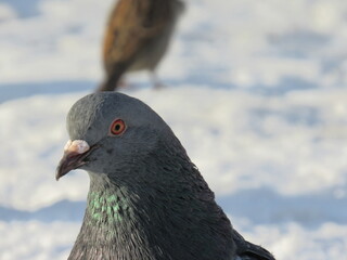 pigeon on the rock