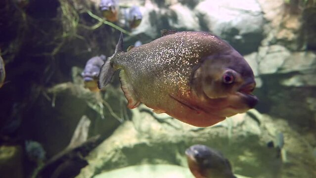 Predatory hungry freshwater red bellied piranha fish swimming in Amazon river water in South America jungle. Flock of piranhas close-up view. 4k super slow motion raw cinematic footage