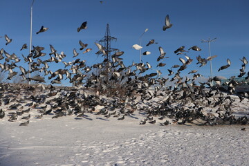 flock of seagulls