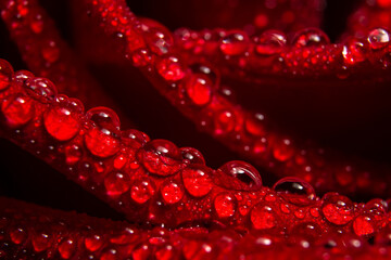 water drops on red rose close up