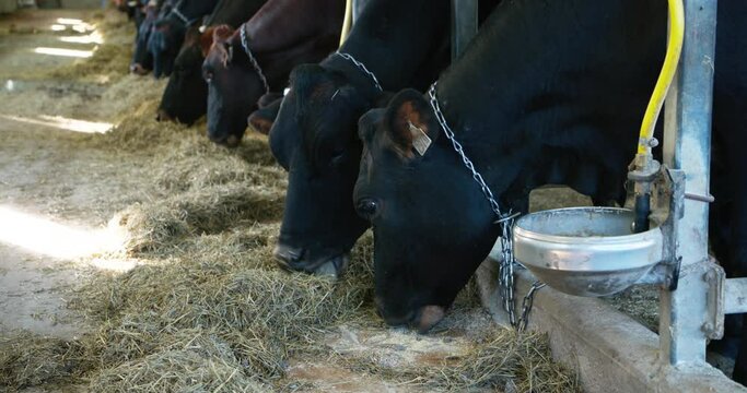 Canadian cow cattle in row eating in stall and rumining hay with tongue and mouth - slow camera movement