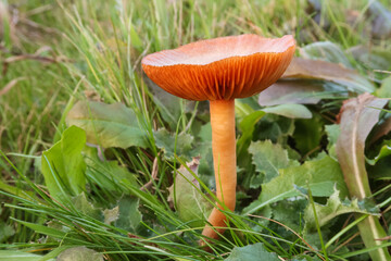 Mushroom poisonous image view particular nature