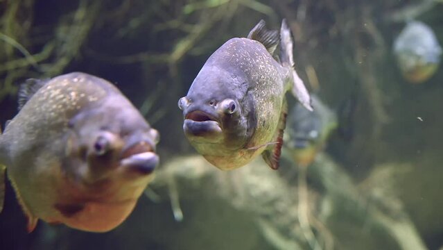 Predatory hungry freshwater red bellied piranha fish swimming in Amazon river water in South America jungle. Flock of piranhas close-up view. 4k super slow motion raw cinematic footage