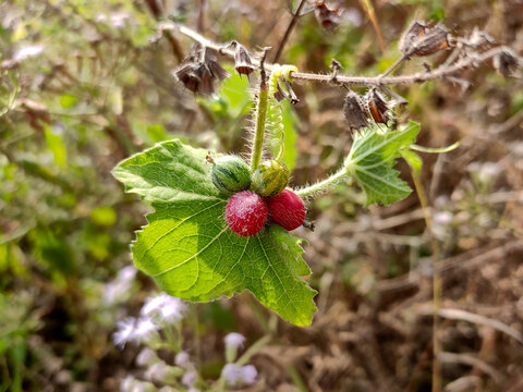 A cluster of bright red and green, round fruits adorns a Cucumis maderaspatanus plant, also known as the Madras pea pumpkin. One of its many synonyms is Mukia maderaspatana.