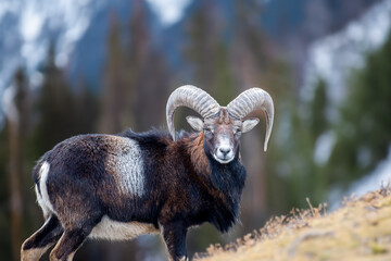 Mouflon, Ovis orientalison mountain background. Animal in nature habitat