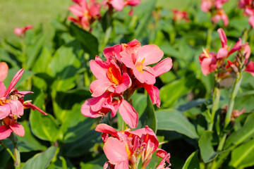 Obraz premium Pink canna flower in the garden