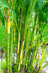 Yellow palm or Areca palm