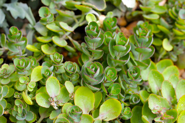 Fototapeta na wymiar Kalanchoe laxiflora, Succulent plant in a pot