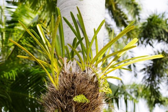 Cymbidium finlaysonianum plant on palm tree