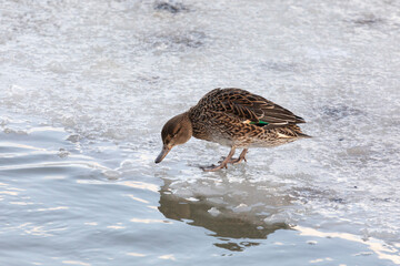 Female Eurasian teal stands in the snow on the shore of a lake