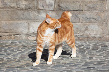 Kurilian Bobtail, red color, Kunashir Island, South Kuriles