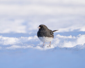  dark eyed junco standing on the ground after snow