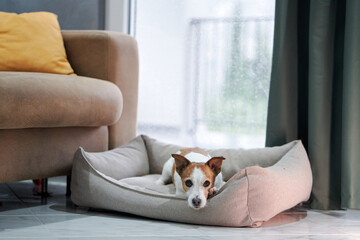 A vigilant Jack Russell Terrier on a cushioned dog bed, attentively facing the camera, in a well-lit room with a window displaying a blurred natural view.