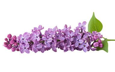 Delicate Lilac Bloom On Transparent Background.