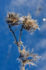 Fototapeta premium grass in the snow