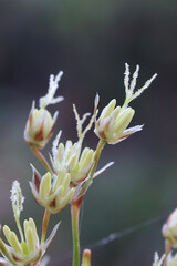 Hairy wood-rush, Luzula pilosa, wild plant from Finland