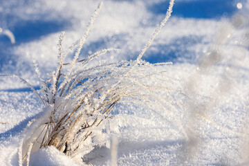 grass in the snow