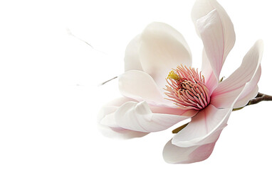 Magnolia Beauty On Transparent Background.