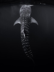 Whale shark in ocean. Giant fish swimming in open tropical sea.