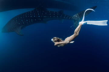 Slim woman swims with whale shark in ocean. Shark swimming underwater and beautiful lady diver