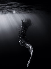 Whale shark in ocean. Giant fish swimming in tropical sea.