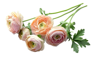 Ranunculus Blossom On Transparent Background.