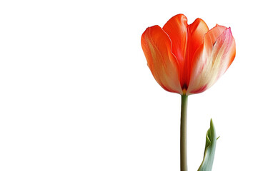 Tulip's Graceful Presence On Transparent Background.