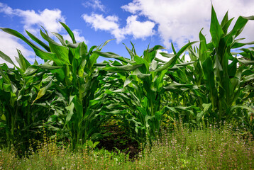 Green maize corn field plantation in summer agricultural season.