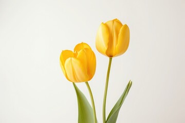 Tulip on white background