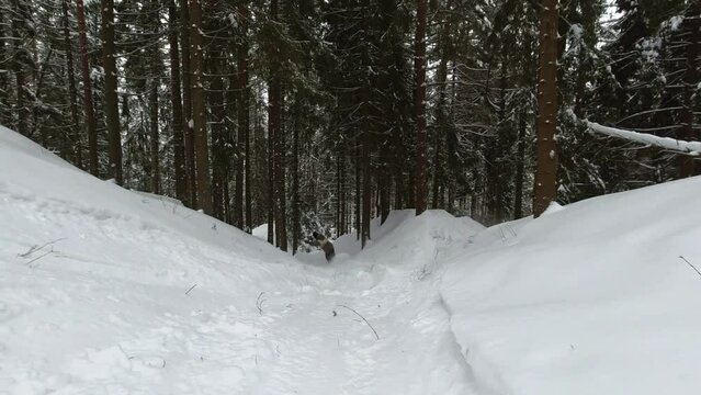 A side view of a stylishly dressed snowboarder in the forest, who rides down a hill from above and then jumps down, raising snow dust into the air. Performing tricks on a snowboard in a forest