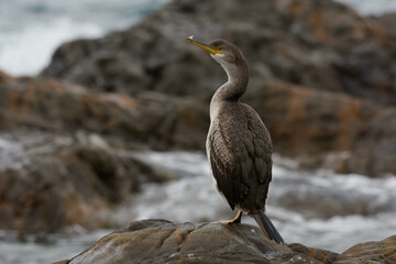Juvenile European Shag (Phalacrocorax aristotelis desmaretii)