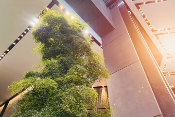 A real green tree in a modern loft interior. The office building or hotel has a sustainable design...