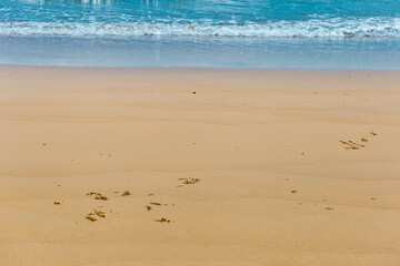 Mission Beach with Small Balls of Sand Bubbler Crab in front of Ocean, Queensland, Australia.