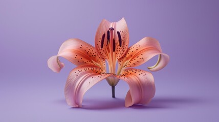 Lily flower on a plain purple background.  