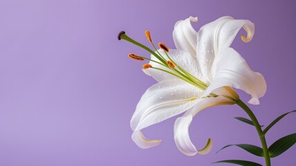 Lily flower on a plain purple background.  