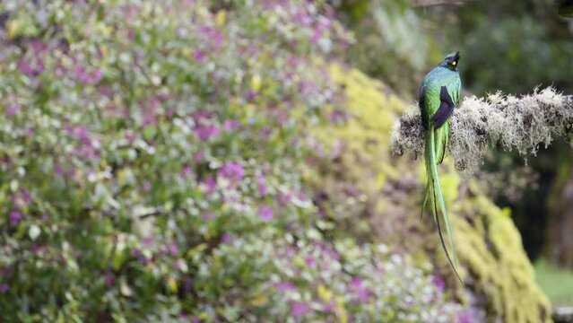 Resplendent Quetzal (Pharomachrus mocinno) male back view perched on branch  and flying away San Gerardo Costa Rica