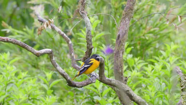 Baltimore oriole (Icterus galbula) adult male perched while raining and flying off.