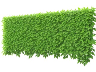 green grass on white background