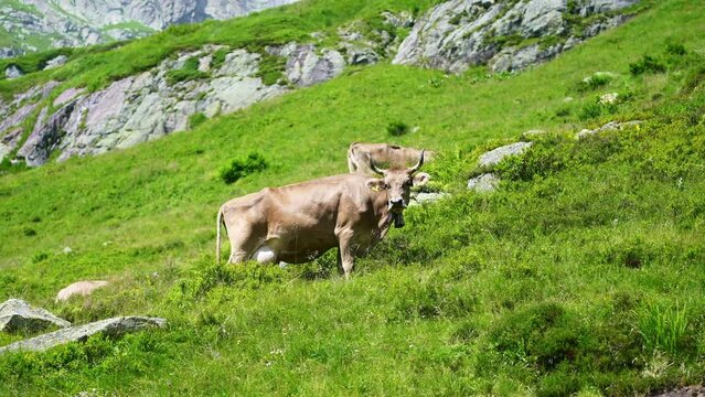 Alpine cows on hike trail from Mannlichen to Kleine Scheidegg. Mountain Eiger, Jungfrau famous landmark in Switzerland. Swiss Alps in summer.