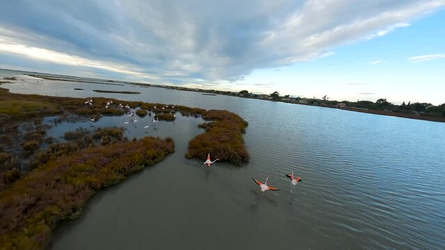 Flamingos in flight over Camargue wetlands - Aerial FPV drone fly-over