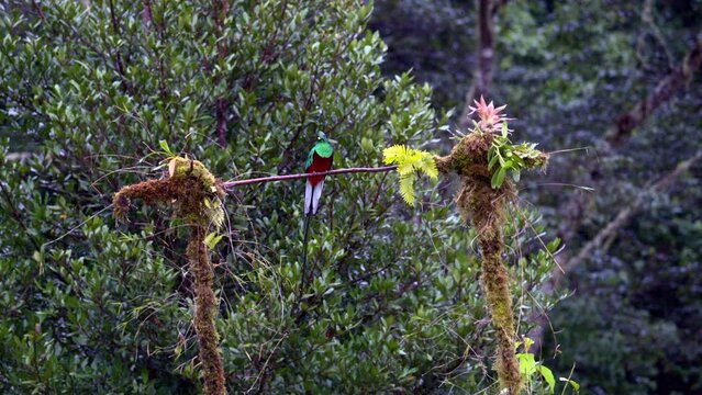Resplendent Quetzal (Pharomachrus mocinno) male front view perched on branch displaying and flying away San Gerardo Costa Rica