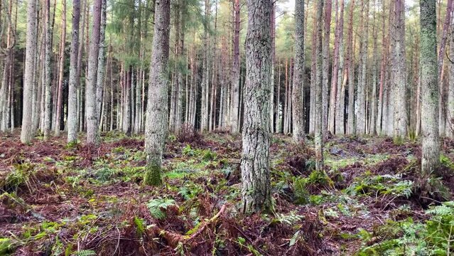 Silver tree trunks of conifer trees in dense eerie forest. Panning.