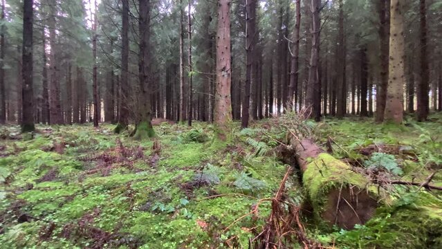 Dense conifer forest with fallen tree and moss covered forest floor. Panning.