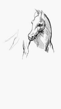 Horse and Rider. Based on drawing of Leonardo da Vinci. Black and white hand draw time lapse linear sketch art